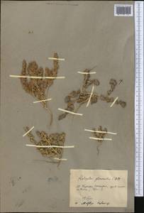 Halogeton glomeratus (Stephan ex M. Bieb.) C. A. Mey., Middle Asia, Pamir & Pamiro-Alai (M2) (Kyrgyzstan)