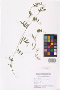 Vicia sativa subsp. nigra Ehrh., Eastern Europe, Central region (E4) (Russia)