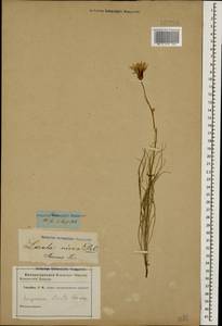 Pseudopodospermum tauricum (M. Bieb.) Vasjukov & Saksonov, Caucasus (no precise locality) (K0)