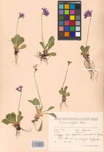 Primula cuneifolia Ledeb., Siberia, Russian Far East (S6) (Russia)