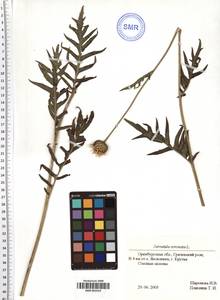 Serratula coronata L., Eastern Europe, Eastern region (E10) (Russia)
