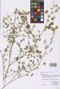 Medicago × varia Martyn, Eastern Europe, Central region (E4) (Russia)