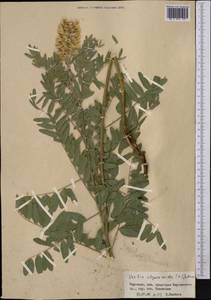 Sophora alopecuroides L., Middle Asia, Northern & Central Tian Shan (M4) (Kyrgyzstan)