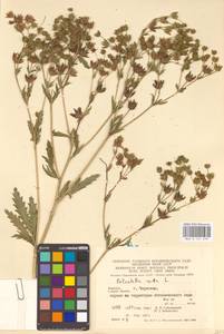 Potentilla recta L., Eastern Europe, West Ukrainian region (E13) (Ukraine)