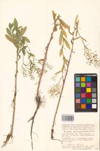 Rorippa austriaca (Crantz) Besser, Eastern Europe, Lower Volga region (E9) (Russia)