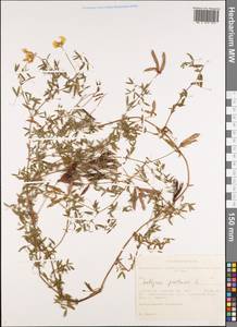 Lathyrus pratensis L., Siberia, Western Siberia (S1) (Russia)