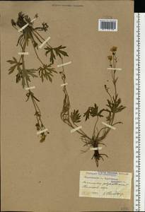 Ranunculus polyanthemos L., Eastern Europe, Western region (E3) (Russia)