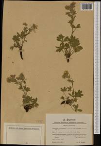 Potentilla caulescens L., Western Europe (EUR) (Italy)