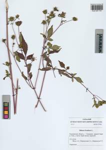 Bidens frondosa L., Siberia, Altai & Sayany Mountains (S2) (Russia)