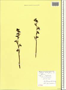 Ophrys scolopax subsp. cornuta (Steven) E.G.Camus, Crimea (KRYM) (Russia)
