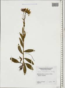 Senecio kolenatianus C. A. Mey., Caucasus, Stavropol Krai, Karachay-Cherkessia & Kabardino-Balkaria (K1b) (Russia)