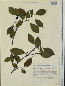 Crataegus rivularis Nutt. ex Torr. & A. Gray, Eastern Europe, Moscow region (E4a) (Russia)