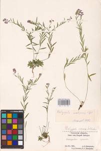 Polygala vulgaris L., Eastern Europe, North-Western region (E2) (Russia)