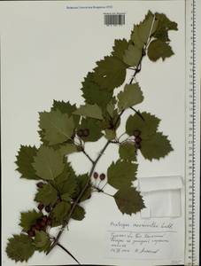 Crataegus succulenta Schrad. ex Link, Eastern Europe, Central region (E4) (Russia)