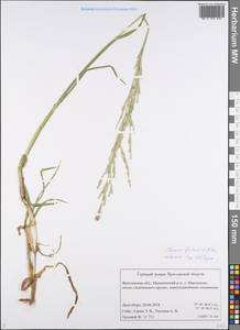 Glyceria fluitans (L.) R.Br., Eastern Europe, Central forest region (E5) (Russia)