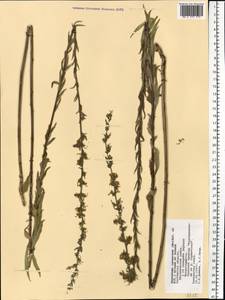 Asyneuma canescens (Waldst. & Kit.) Griseb. & Schenk, Eastern Europe, Rostov Oblast (E12a) (Russia)