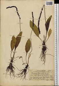 Plantago cornuti Gouan, Siberia, Altai & Sayany Mountains (S2) (Russia)