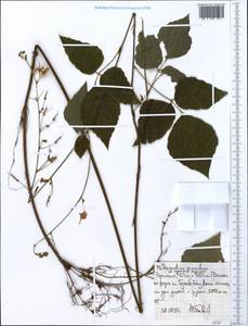 Hylodesmum repandum (Vahl)H.Ohashi & R.R.Mill, Africa (AFR) (Ethiopia)