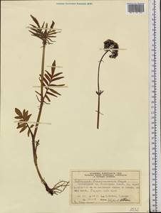 Valeriana transjenisensis Kreyer, Siberia, Central Siberia (S3) (Russia)