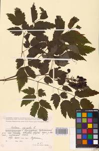 Actaea spicata L., Eastern Europe (no precise locality) (E0)