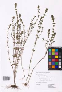 MHA 0 161 591, Euphrasia × vernalis List, Eastern Europe, North-Western region (E2) (Russia)