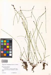 Equisetum variegatum Schleich., Eastern Europe, Moscow region (E4a) (Russia)