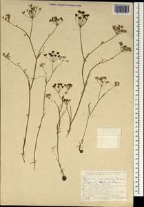 Bunium microcarpum (Boiss.) Freyn & Sint. ex Freyn, South Asia, South Asia (Asia outside ex-Soviet states and Mongolia) (ASIA) (Turkey)