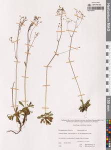 Micranthes redofskyi (Adams) Elven & D.F.Murray, Siberia, Chukotka & Kamchatka (S7) (Russia)