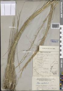 Stipa capillata L., Middle Asia, Caspian Ustyurt & Northern Aralia (M8) (Kazakhstan)