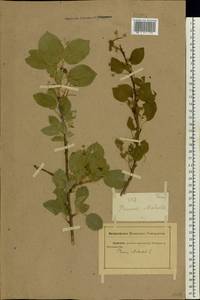 Prunus mahaleb L., Eastern Europe, Rostov Oblast (E12a) (Russia)