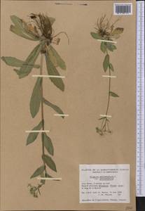 Erigeron philadelphicus L., America (AMER) (Canada)