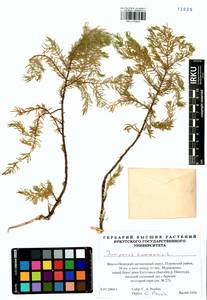 Juniperus communis L., Siberia, Western Siberia (S1) (Russia)