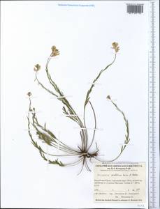 Polygala anatolica Boiss. & Heldr., Crimea (KRYM) (Russia)