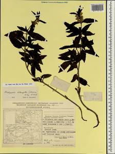 Stachyopsis oblongata (Schrenk) Popov & Vved., South Asia, South Asia (Asia outside ex-Soviet states and Mongolia) (ASIA) (China)