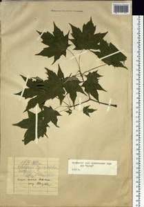 Acer pictum subsp. mono (Maxim.) H. Ohashi, Siberia, Russian Far East (S6) (Russia)