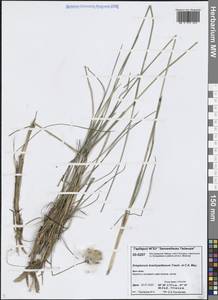 Eriophorum brachyantherum Trautv. & C.A.Mey., Siberia, Central Siberia (S3) (Russia)