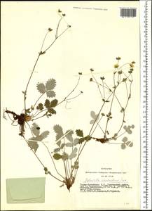 Potentilla crebridens Juz., Siberia, Altai & Sayany Mountains (S2) (Russia)