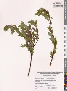 Salix dshugdshurica A.K.Skvortsov, Siberia, Chukotka & Kamchatka (S7) (Russia)