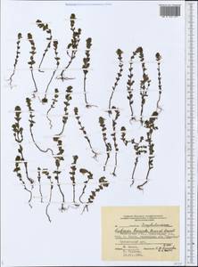 Euphrasia × vernalis List, Eastern Europe, Central forest region (E5) (Russia)