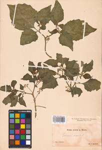 MHA 0 158 748, Solanum nigrum L., Eastern Europe, Lower Volga region (E9) (Russia)