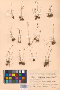 Gagea bulbifera (Pall.) Salisb., Eastern Europe, Lower Volga region (E9) (Russia)