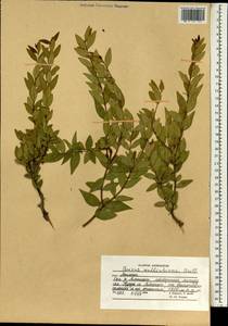 Buxus wallichiana Baill., South Asia, South Asia (Asia outside ex-Soviet states and Mongolia) (ASIA) (Afghanistan)