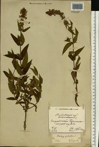 Stachys palustris L., Eastern Europe, North Ukrainian region (E11) (Ukraine)
