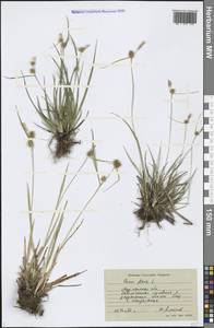 Carex flava L., Eastern Europe, Northern region (E1) (Russia)