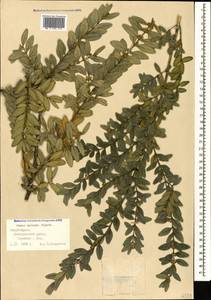 Buxus sempervirens L., Caucasus, Azerbaijan (K6) (Azerbaijan)