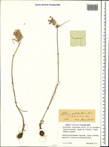 Allium flavum subsp. tauricum (Besser ex Rchb.) K.Richt., Caucasus, Dagestan (K2) (Russia)