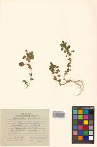Amaranthus blitum L., Siberia, Russian Far East (S6) (Russia)