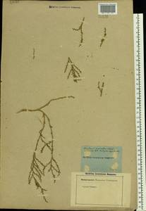 Ofaiston monandrum (Pall.) Moq., Eastern Europe, Lower Volga region (E9) (Russia)