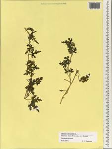 Citrullus colocynthis (L.) Schrader, Africa (AFR) (Morocco)