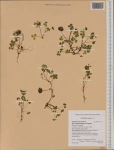 Trifolium repens L., Western Europe (EUR) (United Kingdom)